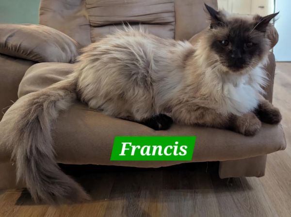 Francis