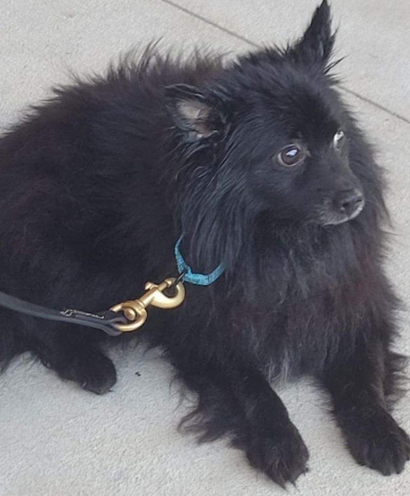 Ozzy - Coming Soon!, an adoptable Pomeranian, Spitz in Glenelg, MD, 21737 | Photo Image 1