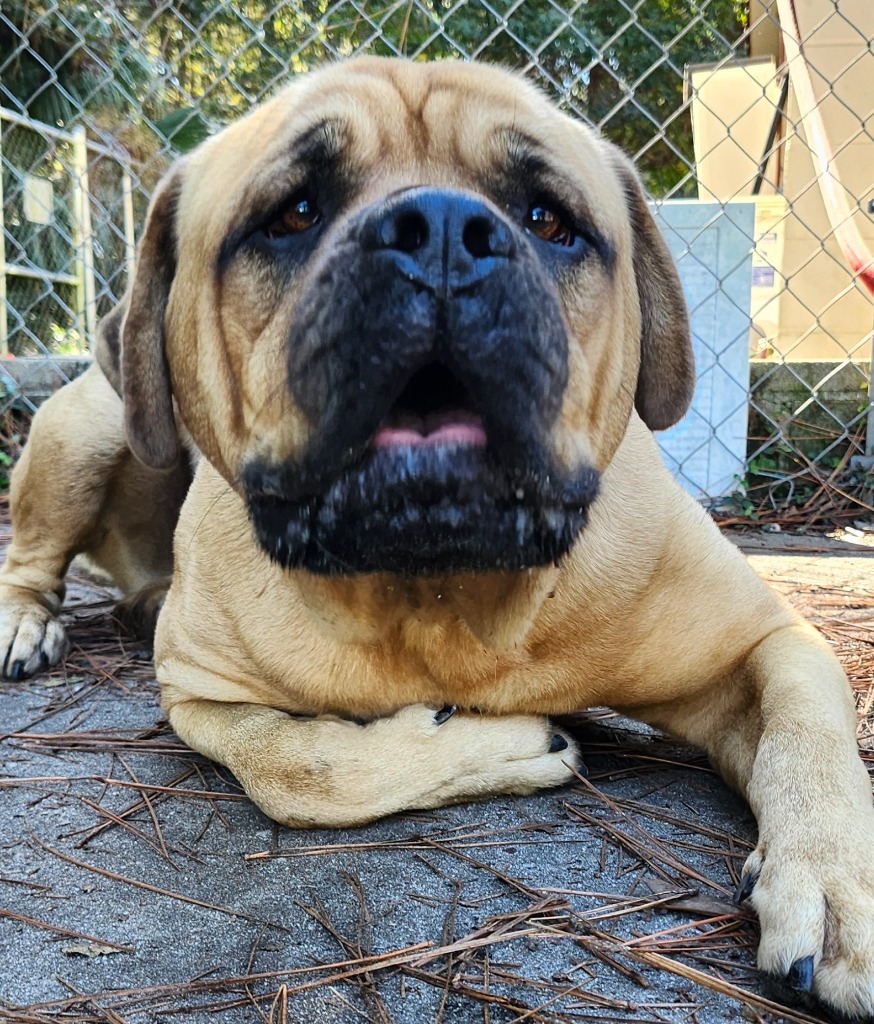 Big Ben, an adoptable Bullmastiff, Mastiff in Hardeeville, SC, 29927 | Photo Image 2