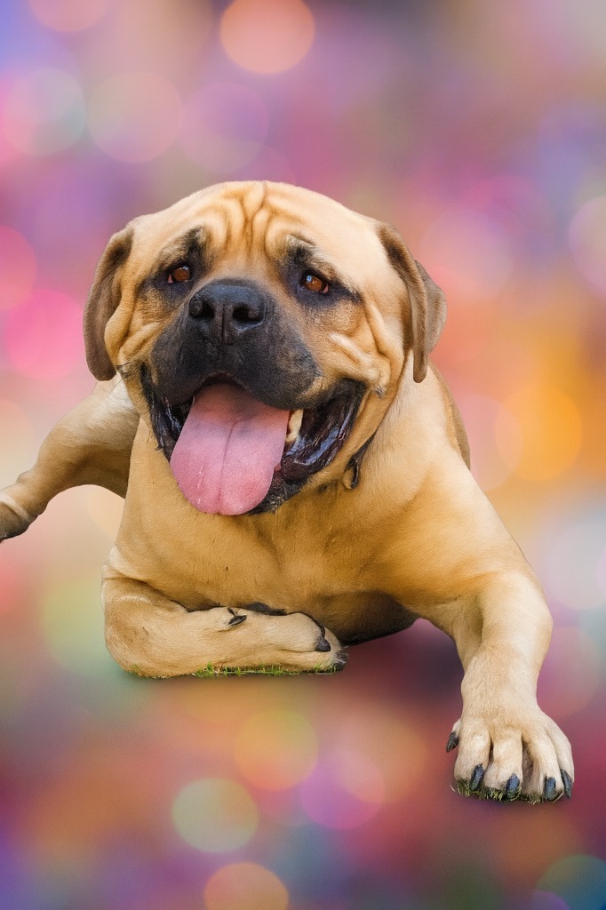 Big Ben, an adoptable Bullmastiff, Mastiff in Hardeeville, SC, 29927 | Photo Image 3
