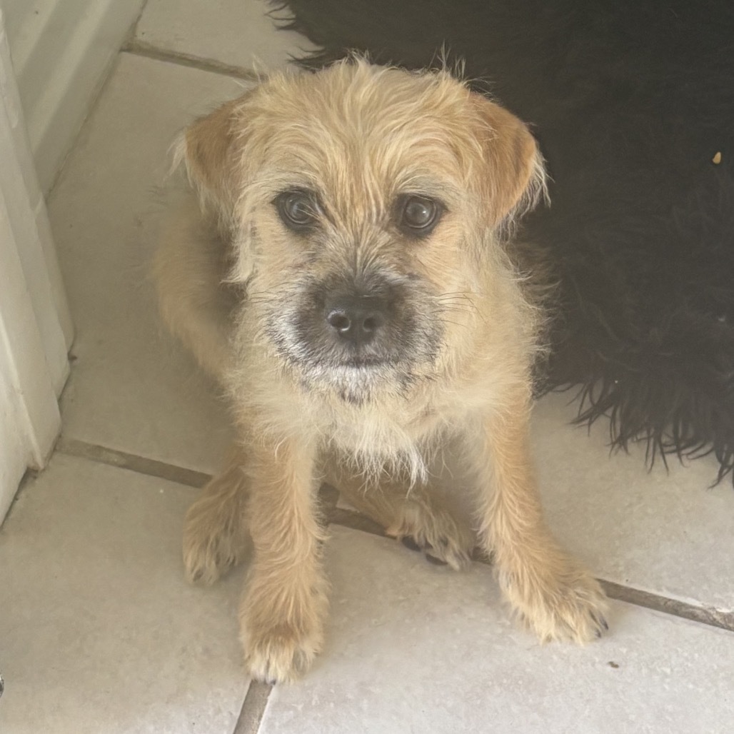 Ginger Snap Pumpkin Spice