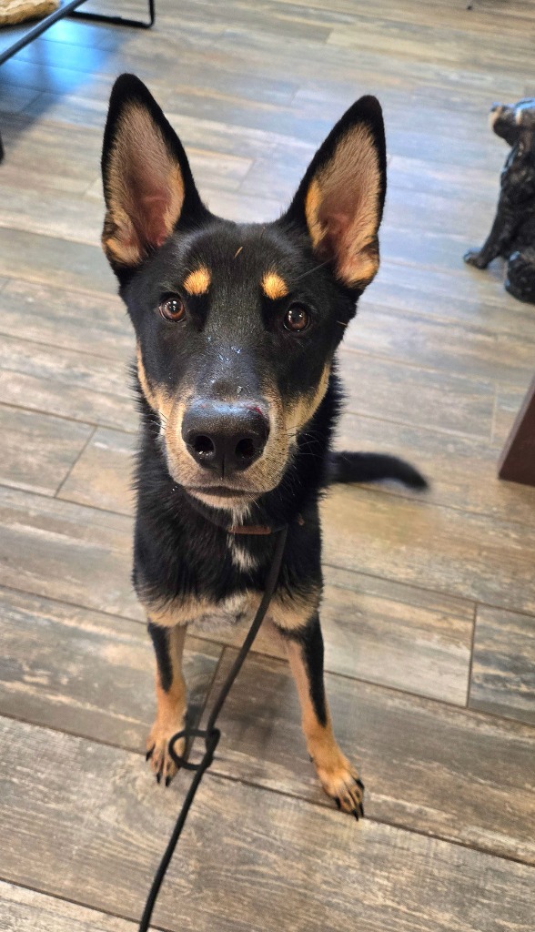 Bandit Yrly thumbnail 2