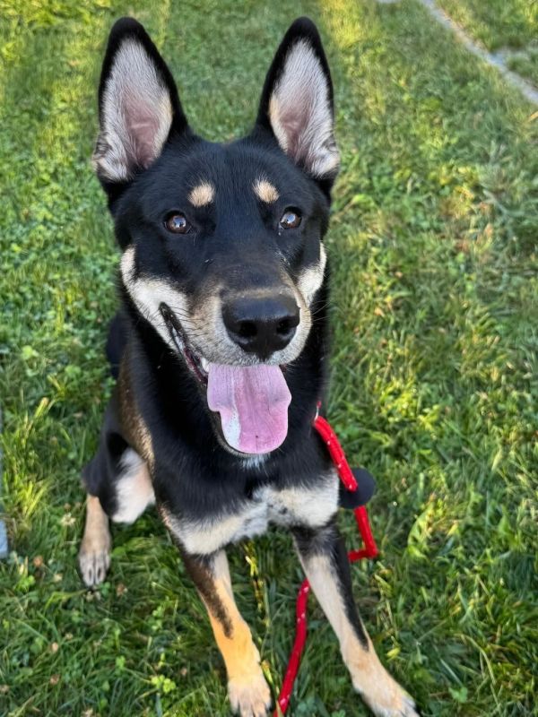 Bandit Yrly thumbnail 5