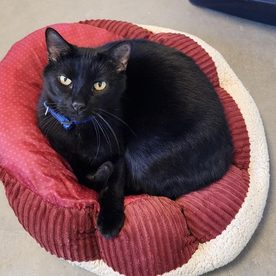 Nicky, an adoptable Domestic Short Hair in Cody, WY, 82414 | Photo Image 1