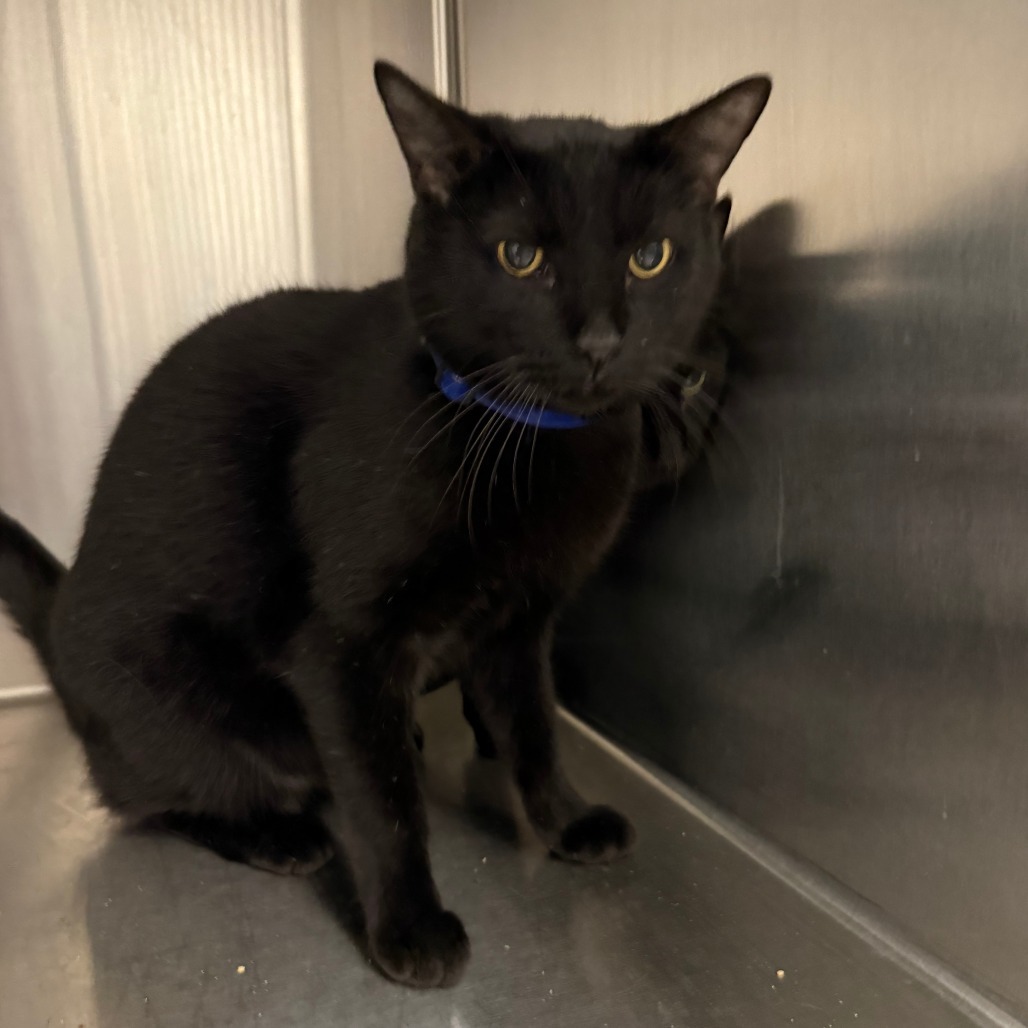 Nicky, an adoptable Domestic Short Hair in Cody, WY, 82414 | Photo Image 2