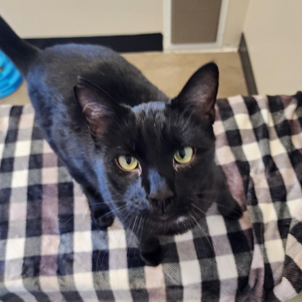 Fetch, an adoptable American Shorthair in Cody, WY, 82414 | Photo Image 1