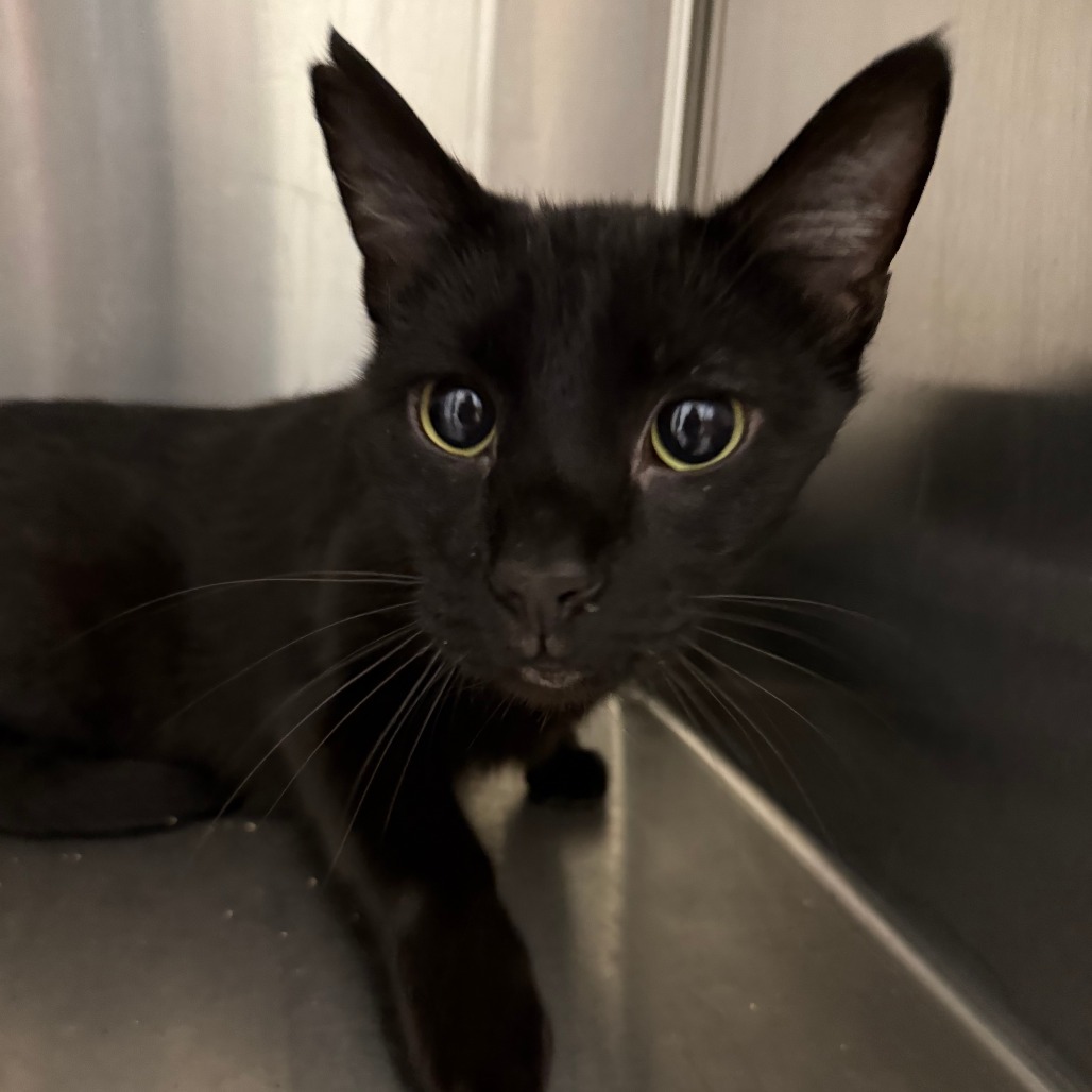 Fetch, an adoptable American Shorthair in Cody, WY, 82414 | Photo Image 2