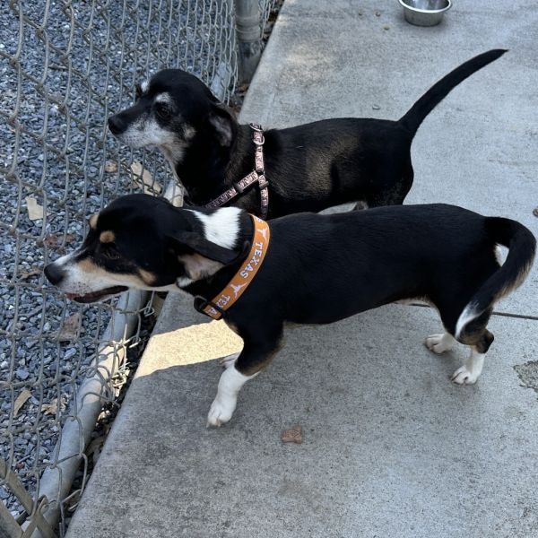 Stella Dog thumbnail 3