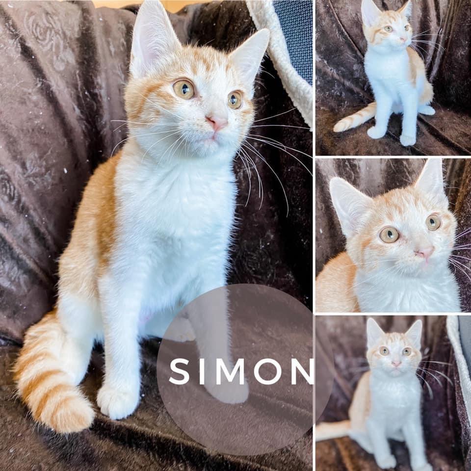 Simon