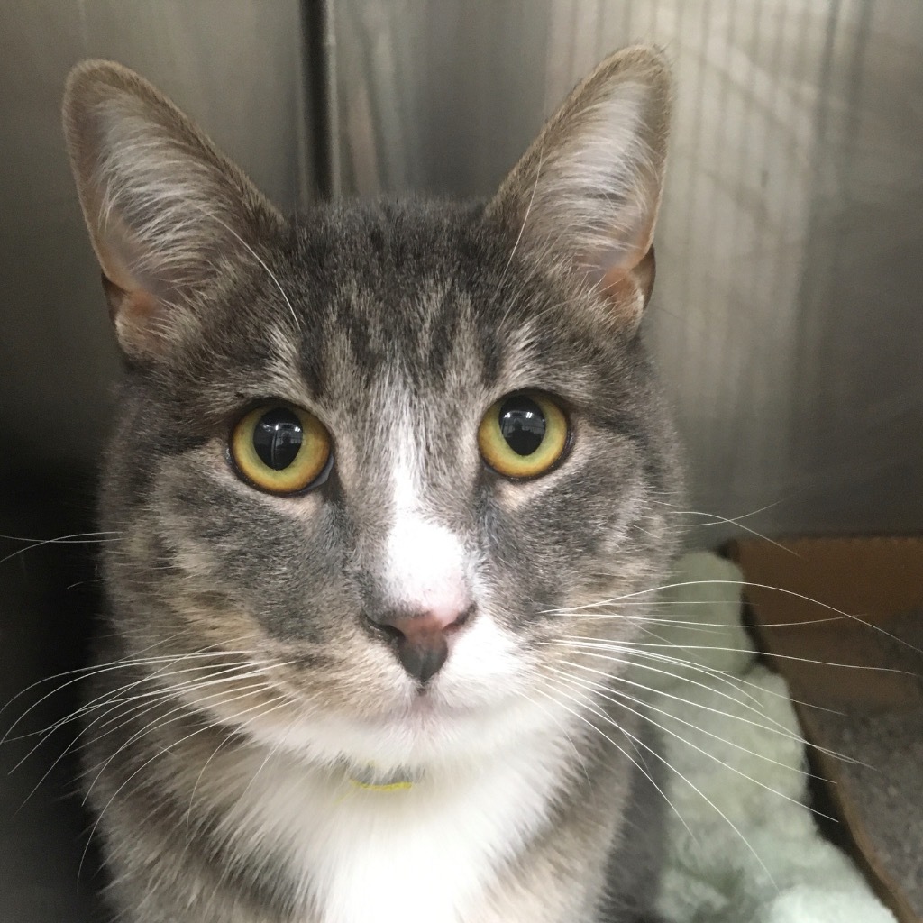 Frankie, an adoptable Domestic Short Hair in Heber City, UT, 84032 | Photo Image 1