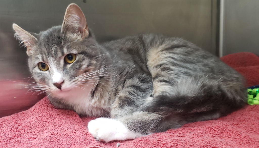 Frankie, an adoptable Domestic Short Hair in Heber City, UT, 84032 | Photo Image 2