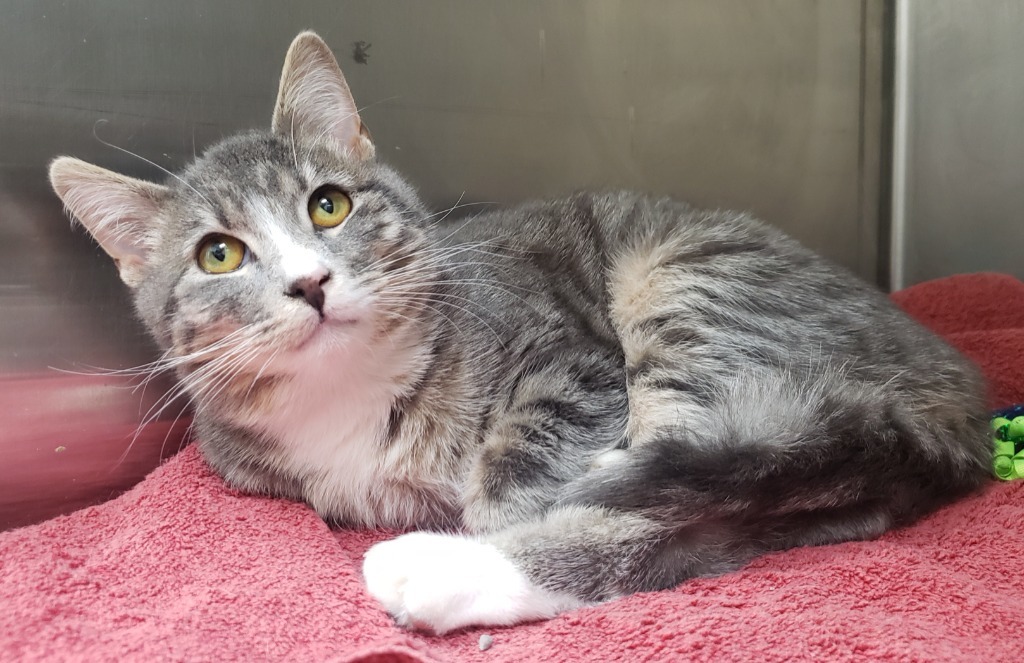 Frankie, an adoptable Domestic Short Hair in Heber City, UT, 84032 | Photo Image 3