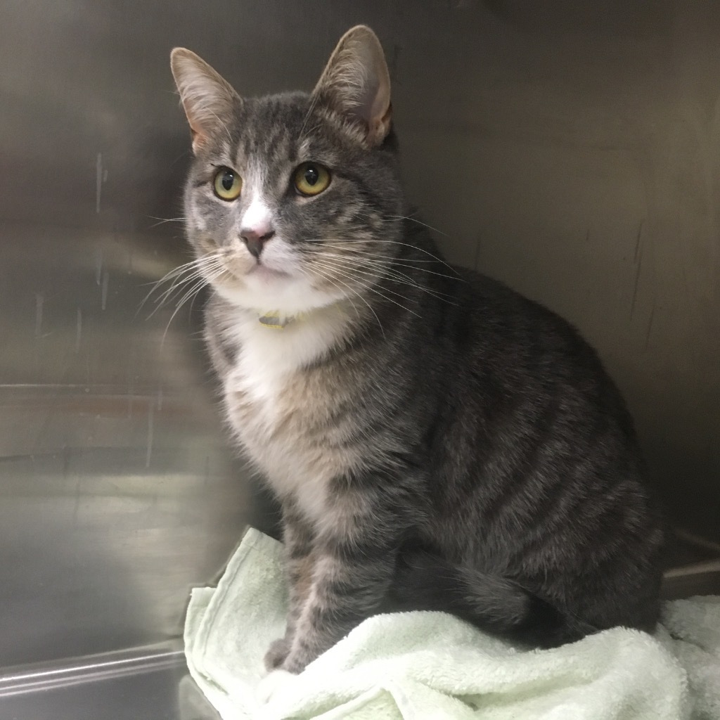 Frankie, an adoptable Domestic Short Hair in Heber City, UT, 84032 | Photo Image 4