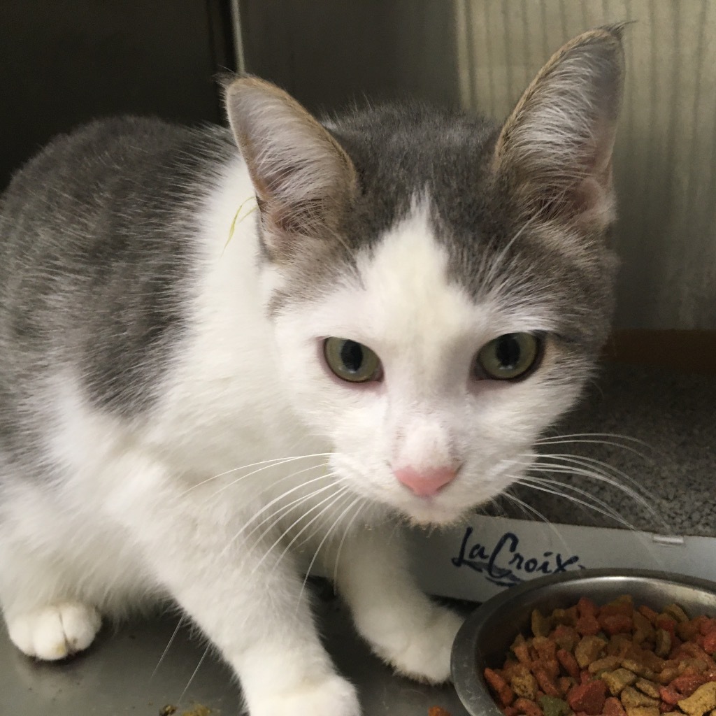 Taz (aka Archie), an adoptable Domestic Short Hair in Heber City, UT, 84032 | Photo Image 1