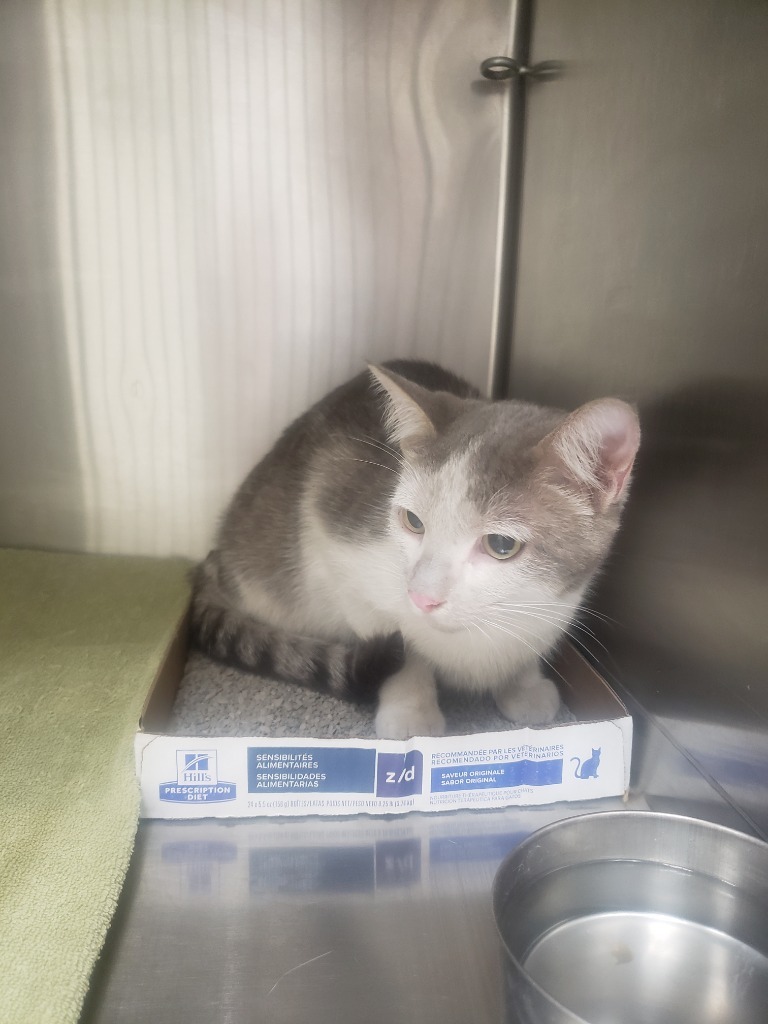 Taz (aka Archie), an adoptable Domestic Short Hair in Heber City, UT, 84032 | Photo Image 2