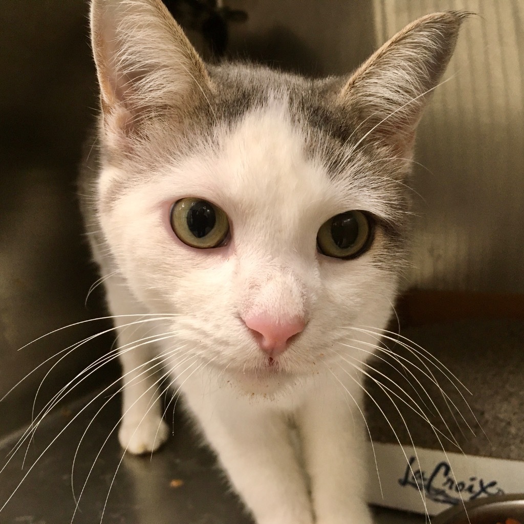 Taz (aka Archie), an adoptable Domestic Short Hair in Heber City, UT, 84032 | Photo Image 3