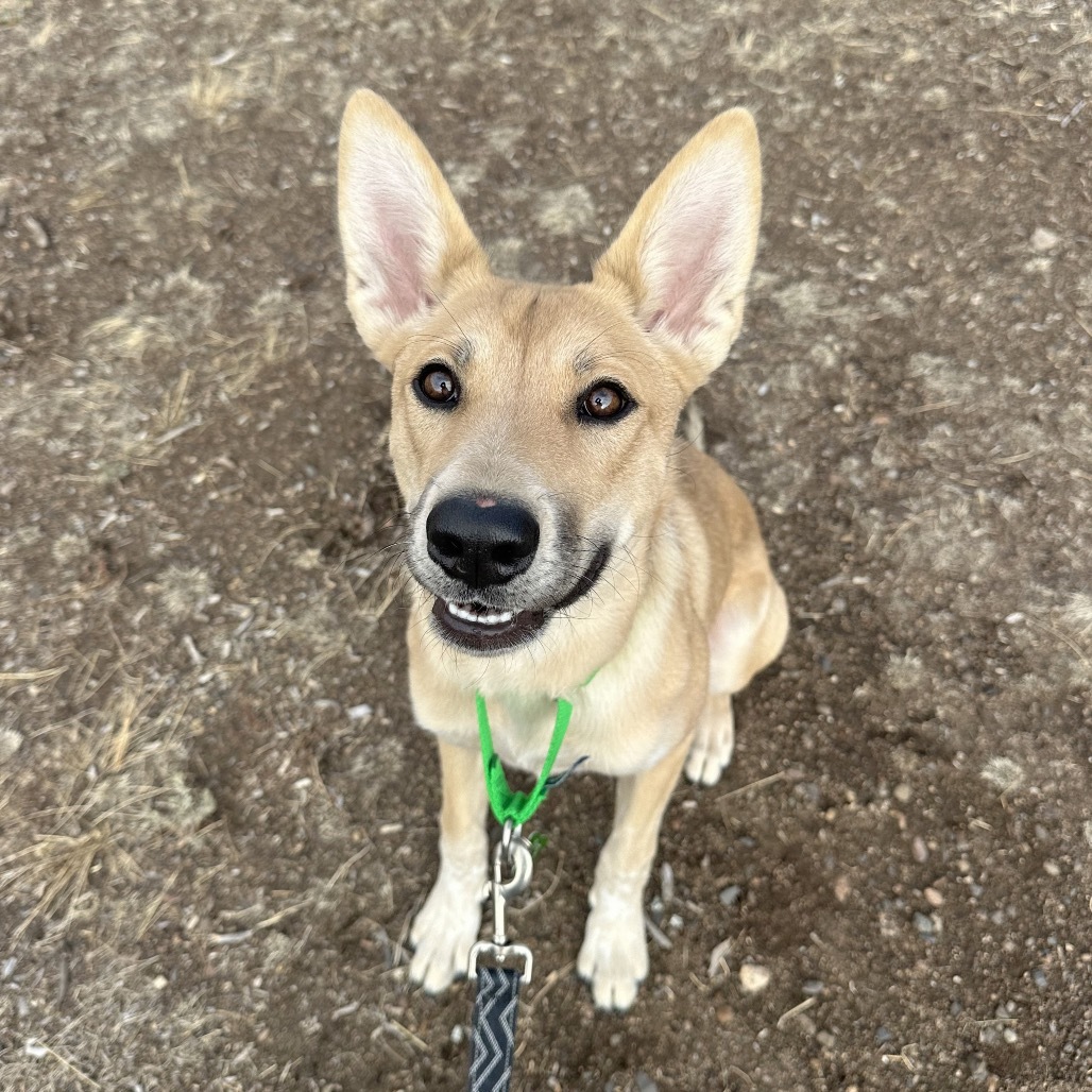 Cece, an adoptable Mixed Breed in Hailey, ID, 83333 | Photo Image 1