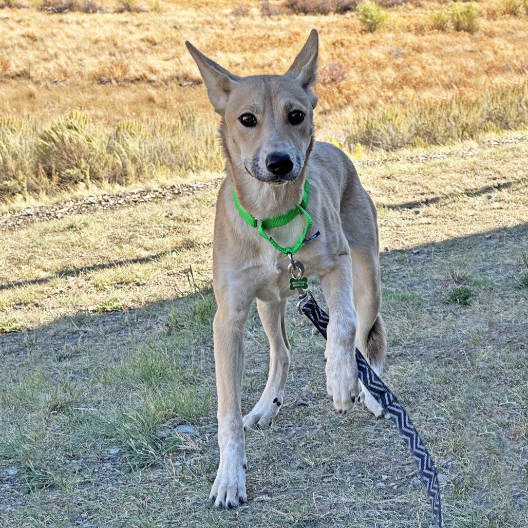 Cece, an adoptable Mixed Breed in Hailey, ID, 83333 | Photo Image 2