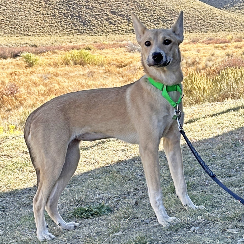 Cece, an adoptable Mixed Breed in Hailey, ID, 83333 | Photo Image 3