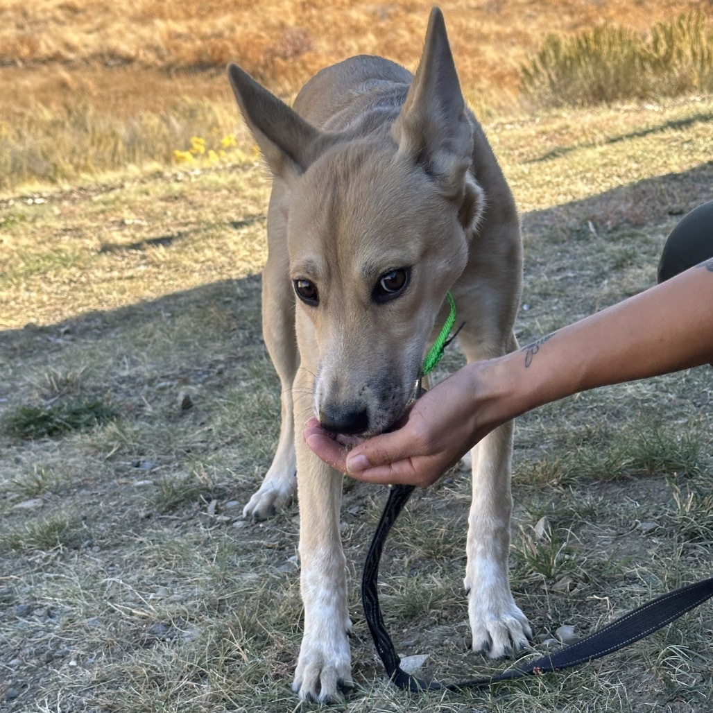 Cece, an adoptable Mixed Breed in Hailey, ID, 83333 | Photo Image 4