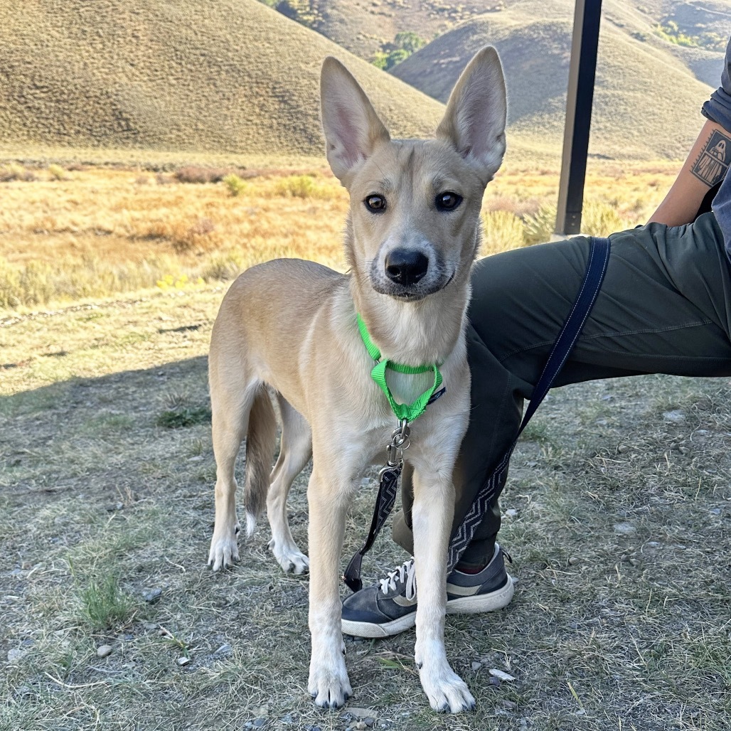 Cece, an adoptable Mixed Breed in Hailey, ID, 83333 | Photo Image 5