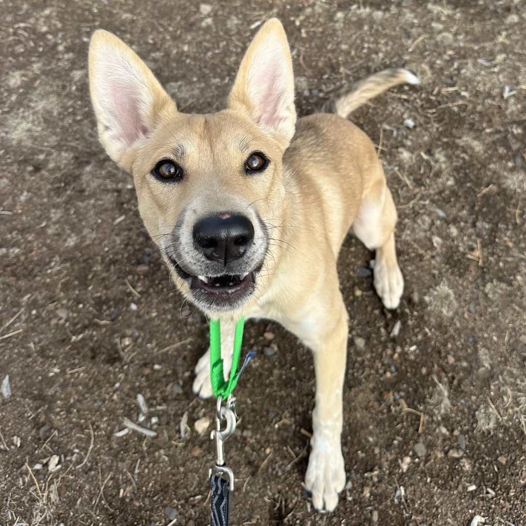 Cece, an adoptable Mixed Breed in Hailey, ID, 83333 | Photo Image 6
