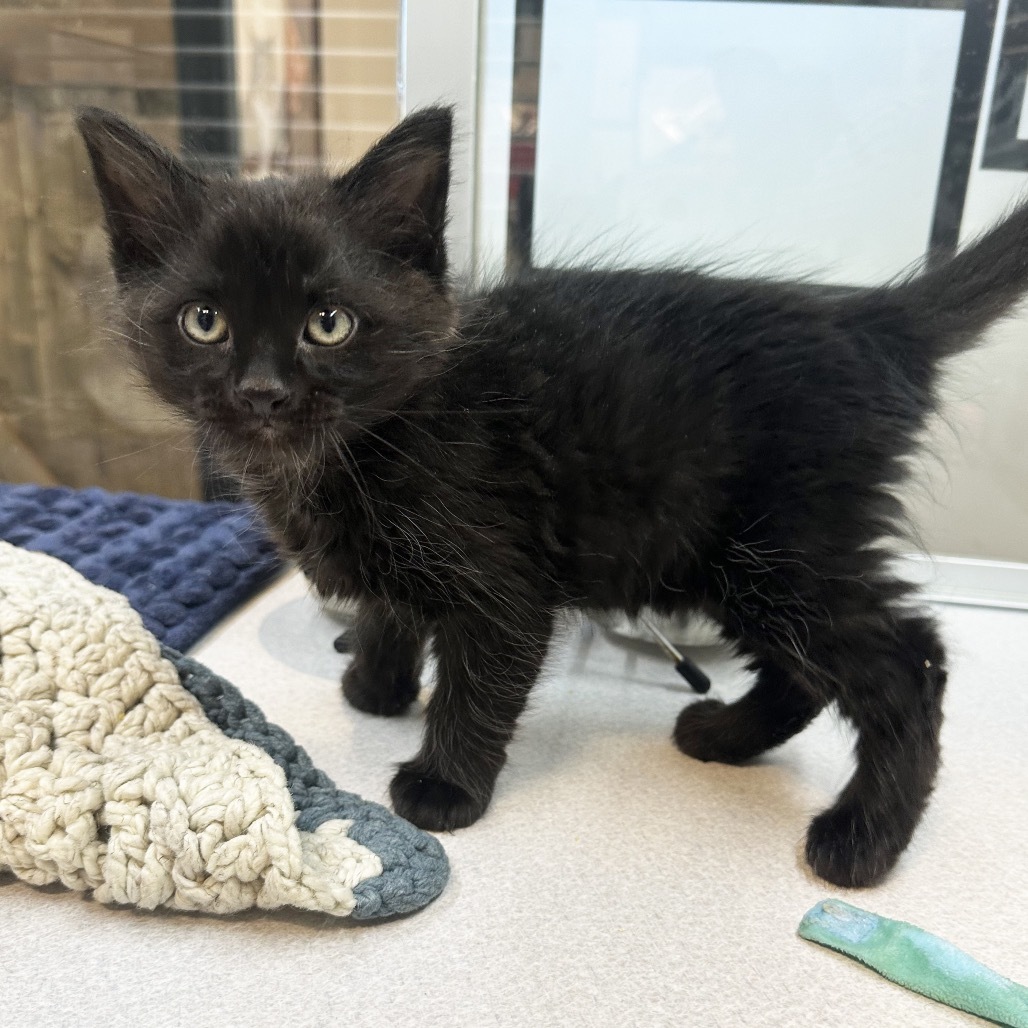 Halloween, an adoptable Domestic Short Hair in Hailey, ID, 83333 | Photo Image 1