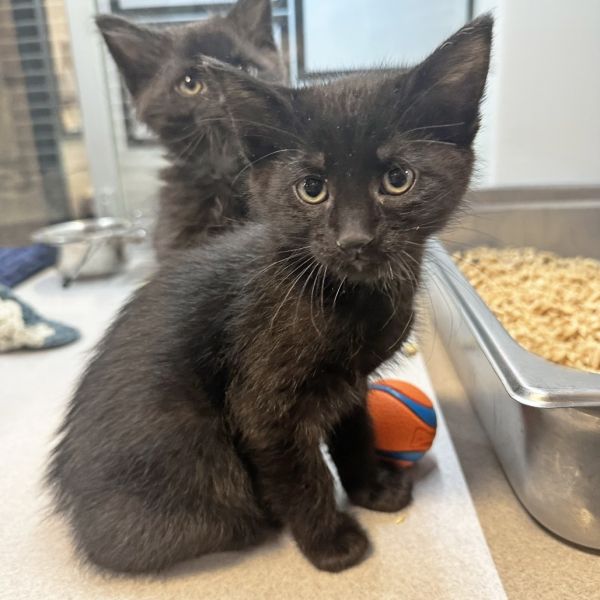 Halloween thumbnail 2