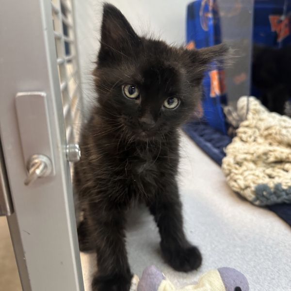 Halloween thumbnail 3