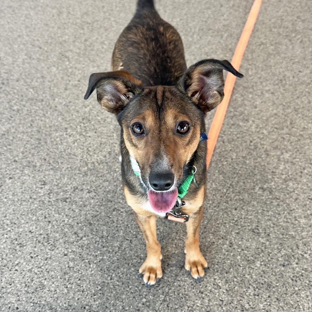 Tinker, an adoptable Mixed Breed in Hailey, ID, 83333 | Photo Image 1