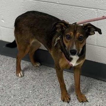 Tinker, an adoptable Mixed Breed in Hailey, ID, 83333 | Photo Image 2