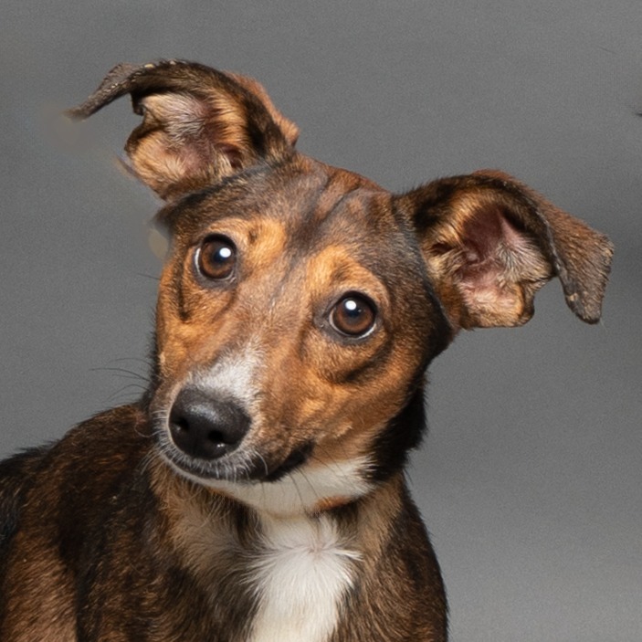 Tinker, an adoptable Mixed Breed in Hailey, ID, 83333 | Photo Image 3