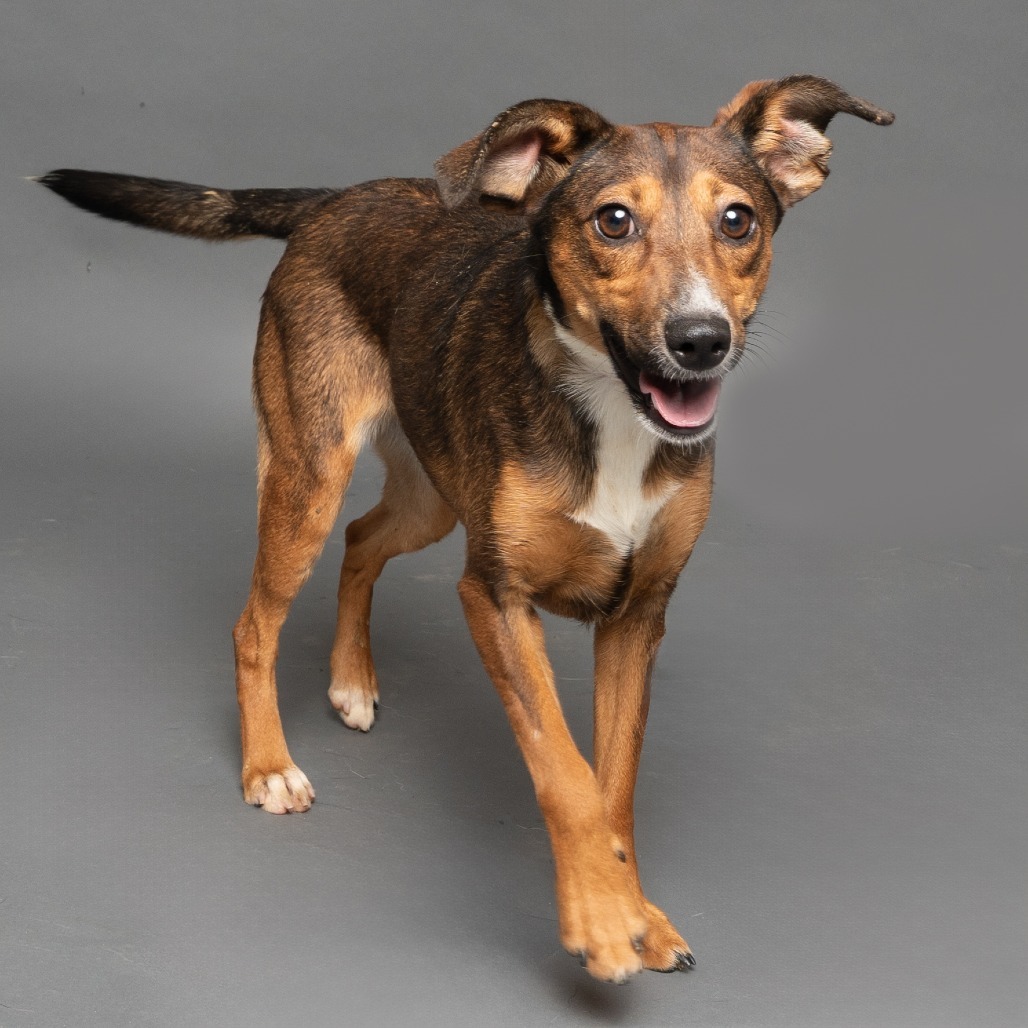 Tinker, an adoptable Mixed Breed in Hailey, ID, 83333 | Photo Image 4