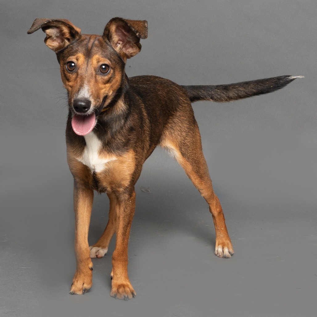 Tinker, an adoptable Mixed Breed in Hailey, ID, 83333 | Photo Image 5