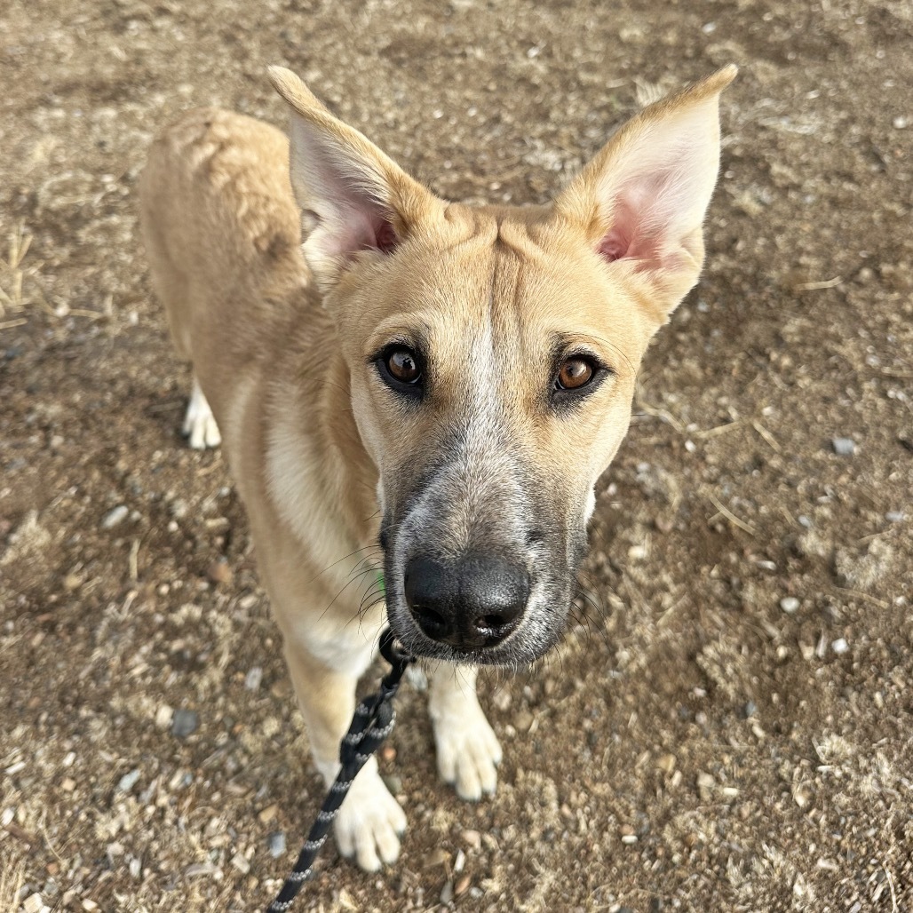 Dom, an adoptable Mixed Breed in Hailey, ID, 83333 | Photo Image 1