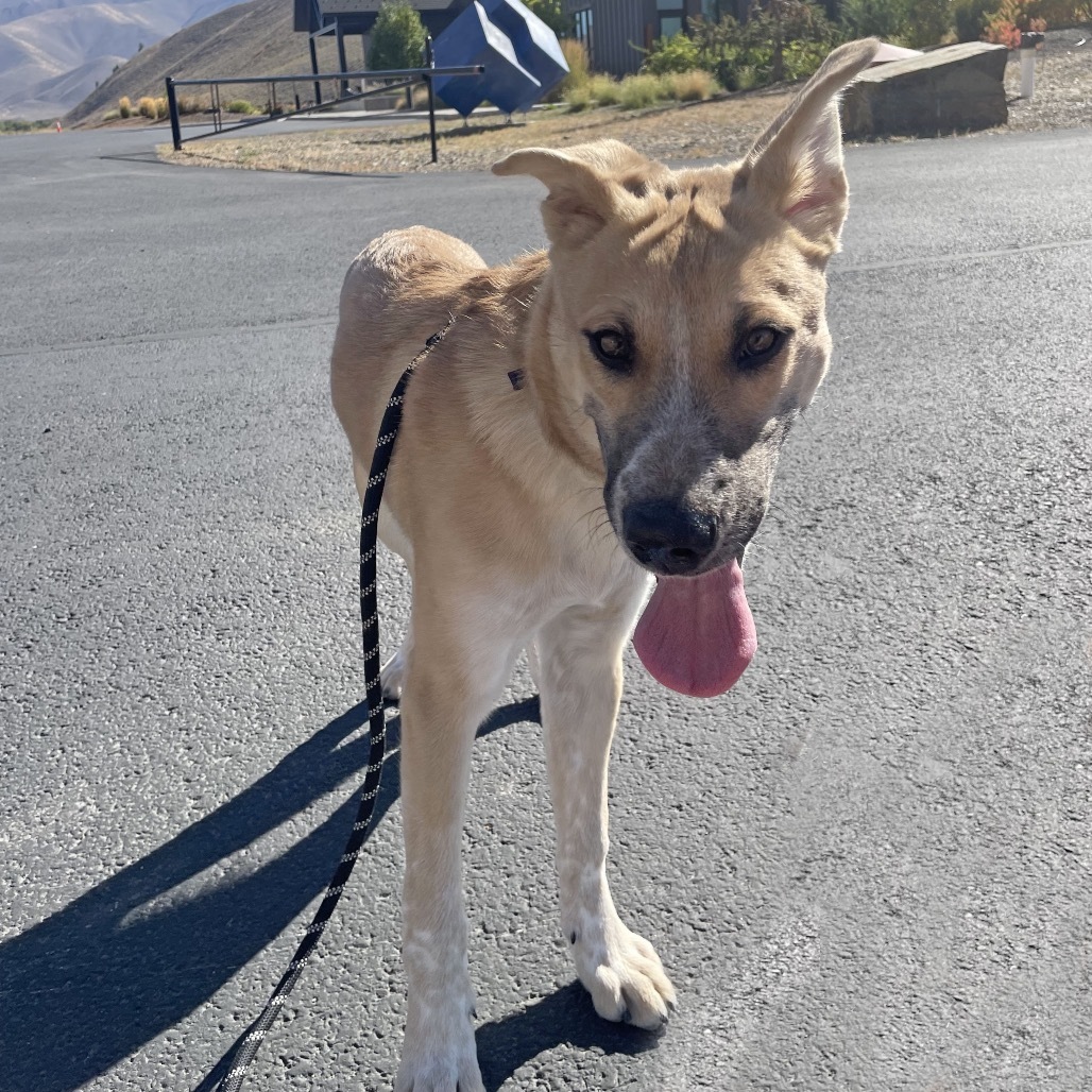 Dom, an adoptable Mixed Breed in Hailey, ID, 83333 | Photo Image 2