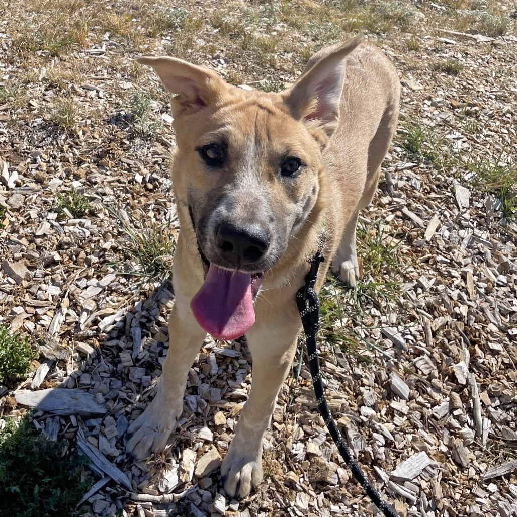 Dom, an adoptable Mixed Breed in Hailey, ID, 83333 | Photo Image 3
