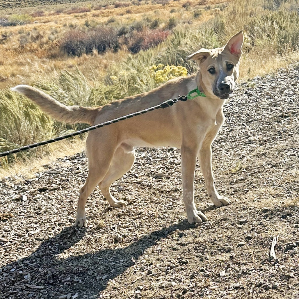 Dom, an adoptable Mixed Breed in Hailey, ID, 83333 | Photo Image 4
