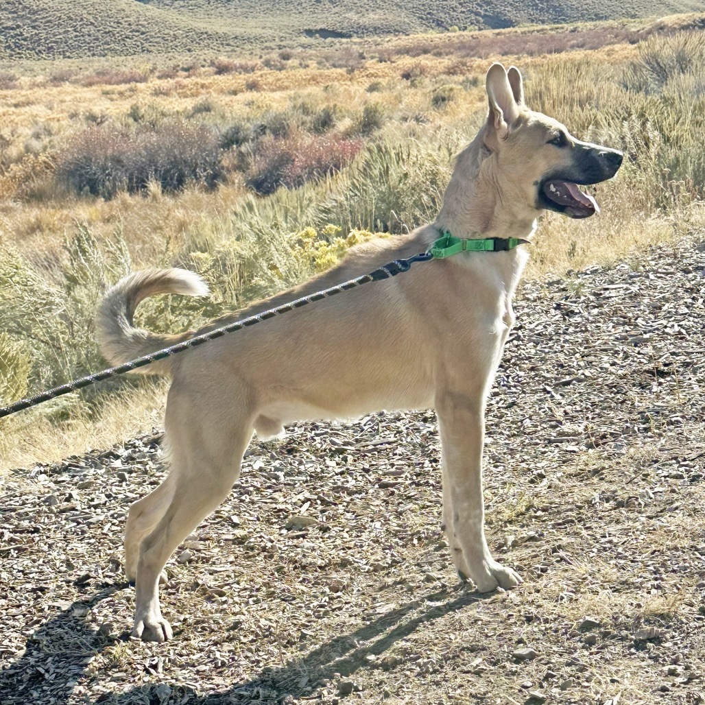 Dom, an adoptable Mixed Breed in Hailey, ID, 83333 | Photo Image 5