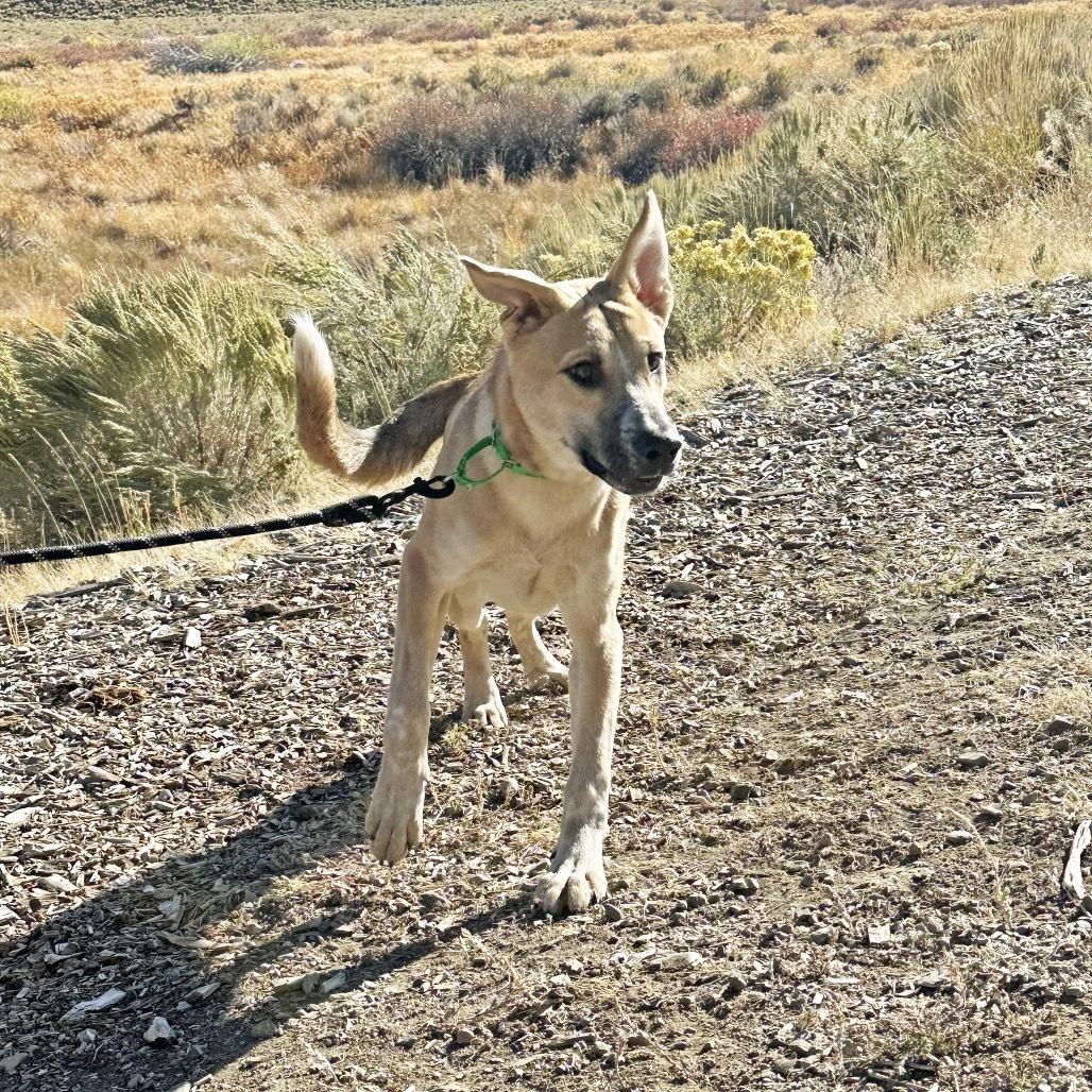 Dom, an adoptable Mixed Breed in Hailey, ID, 83333 | Photo Image 6