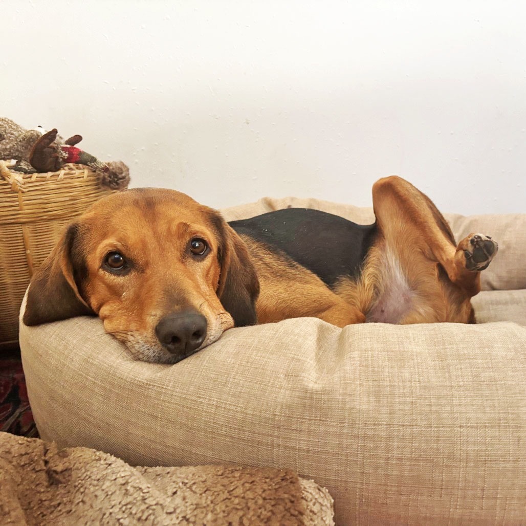 Huckleberry, an adoptable Coonhound in Hailey, ID, 83333 | Photo Image 1