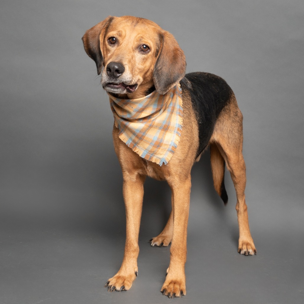 Huckleberry, an adoptable Coonhound in Hailey, ID, 83333 | Photo Image 2