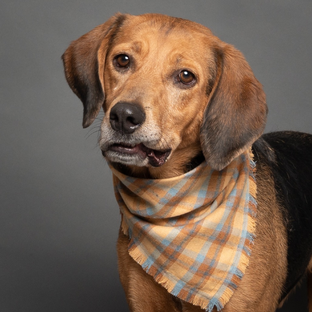 Huckleberry, an adoptable Coonhound in Hailey, ID, 83333 | Photo Image 3