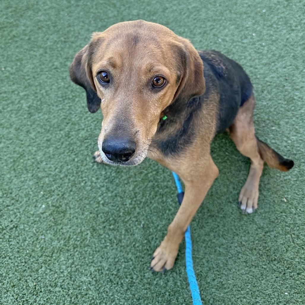 Huckleberry, an adoptable Coonhound in Hailey, ID, 83333 | Photo Image 5