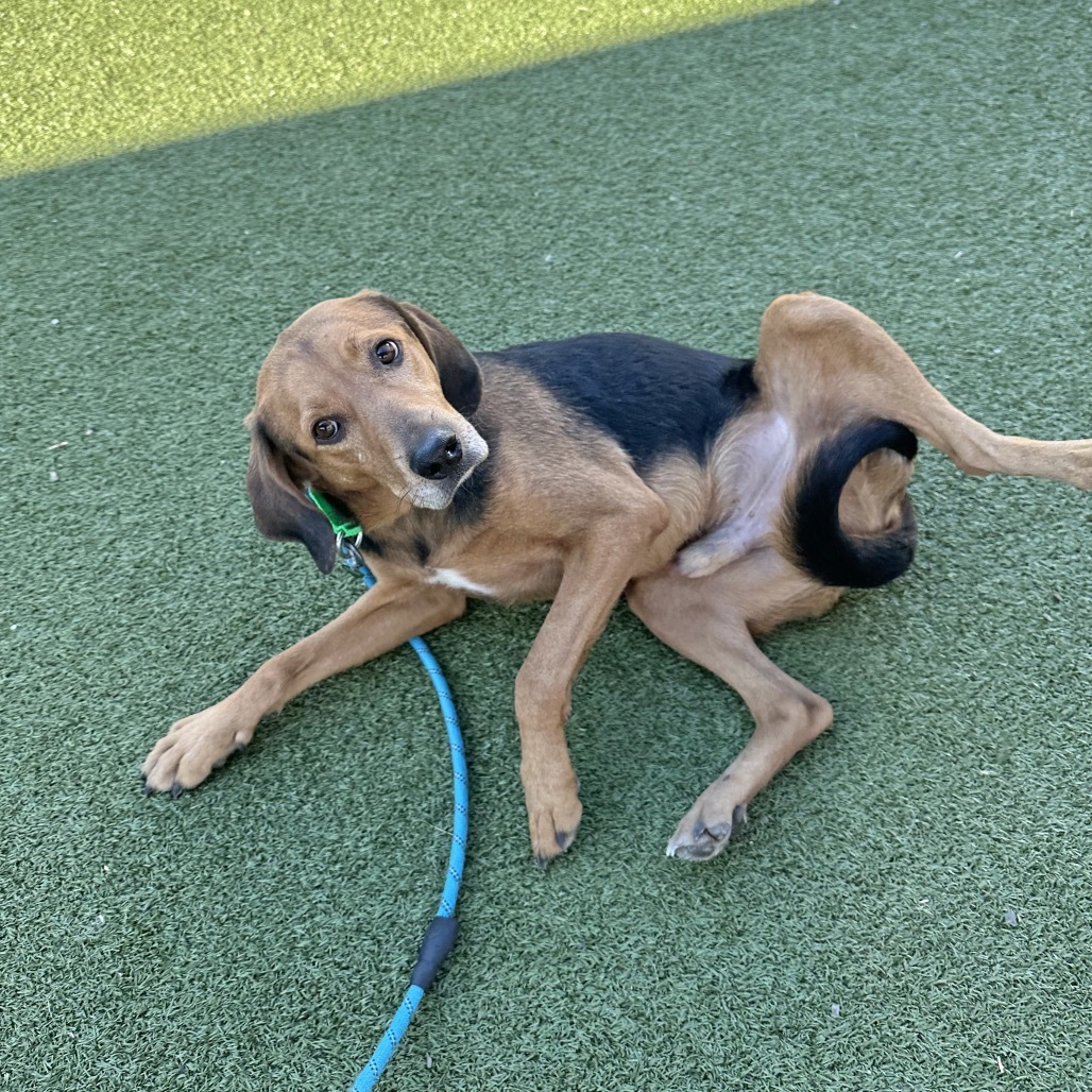 Huckleberry, an adoptable Coonhound in Hailey, ID, 83333 | Photo Image 6