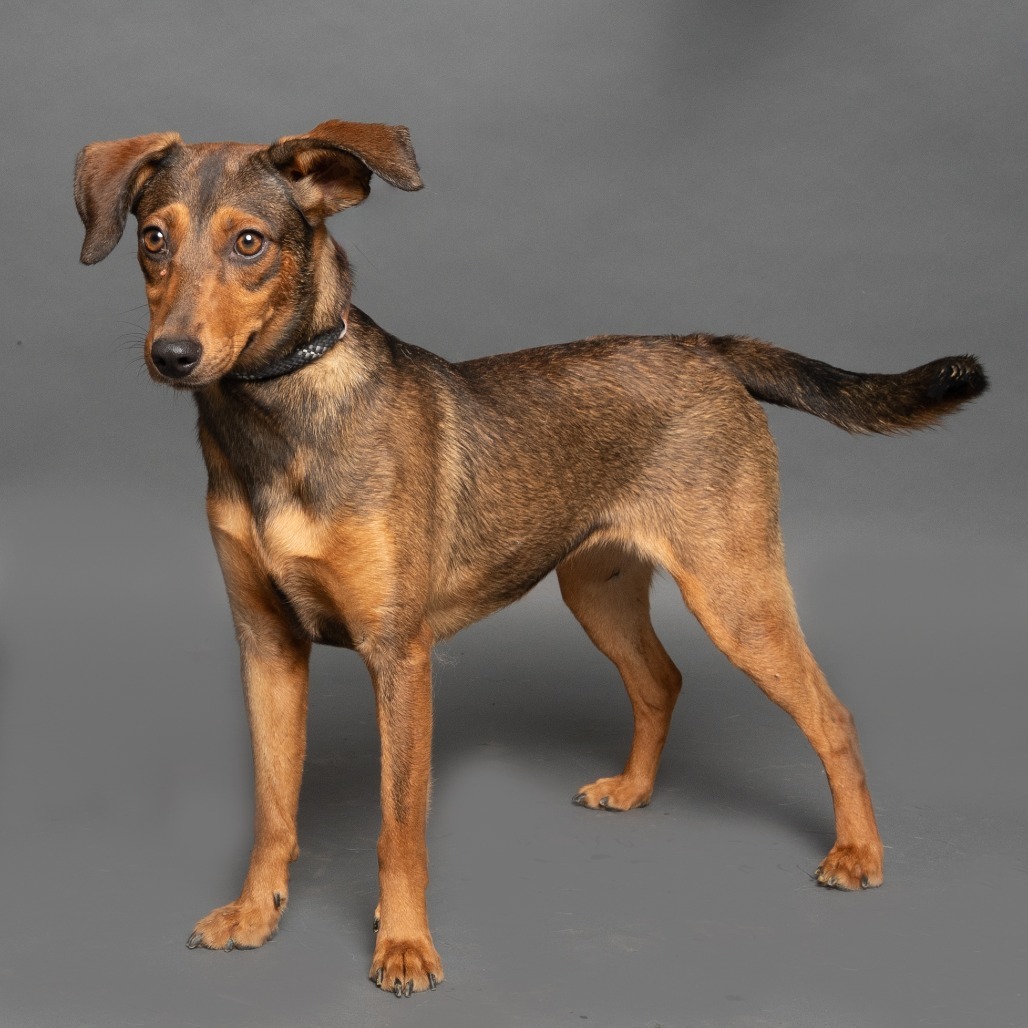 Belle, an adoptable Mixed Breed in Hailey, ID, 83333 | Photo Image 2