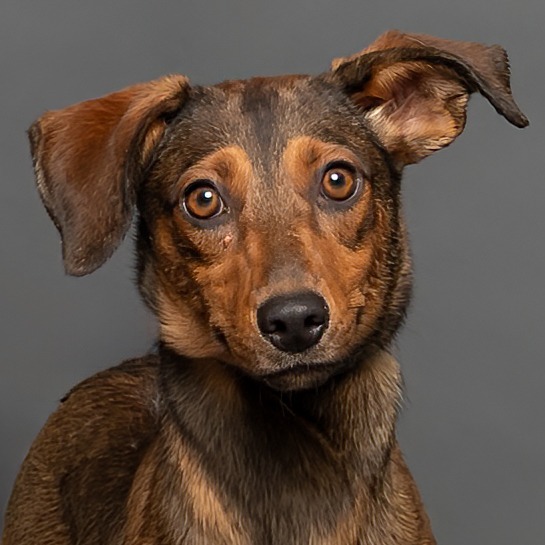 Belle, an adoptable Mixed Breed in Hailey, ID, 83333 | Photo Image 3