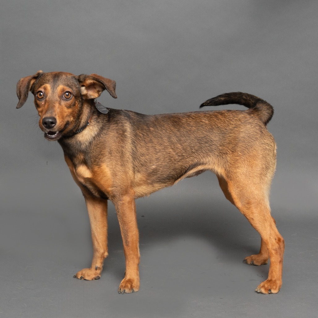 Belle, an adoptable Mixed Breed in Hailey, ID, 83333 | Photo Image 3