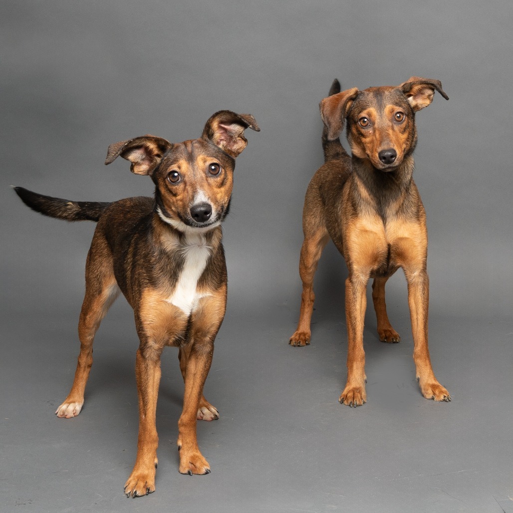 Belle, an adoptable Mixed Breed in Hailey, ID, 83333 | Photo Image 5