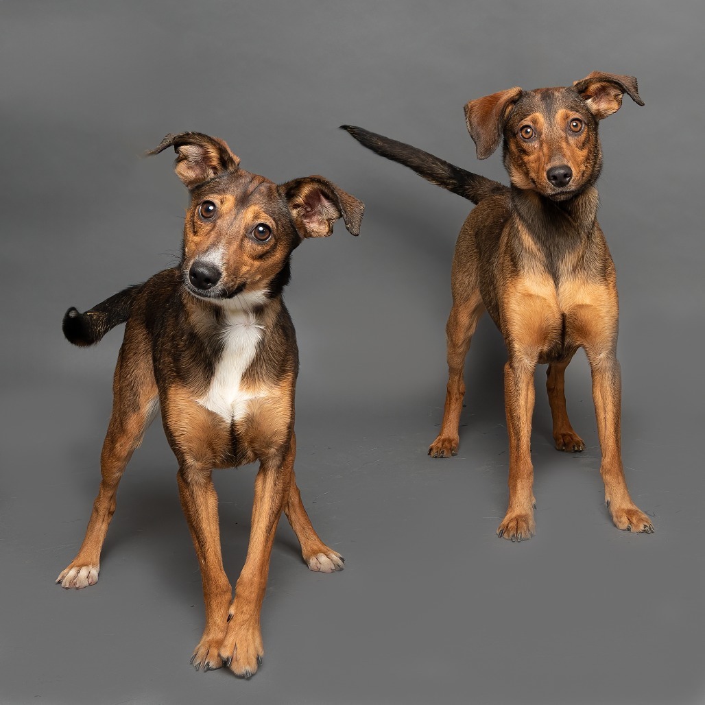 Belle, an adoptable Mixed Breed in Hailey, ID, 83333 | Photo Image 6